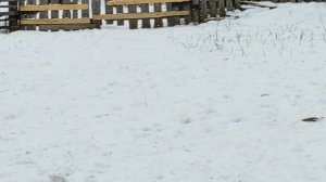 БЫК ВЗБЕСИЛСЯ. ГОДОВАЛЫЙ БЫК. БЫК ЛОМАЕТ ЗАБОРЫ