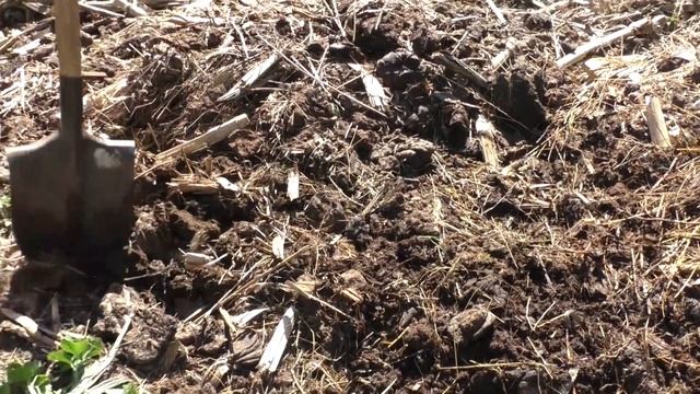? Посадка картофеля новым способом по экспериментальной технологии Гордеевых