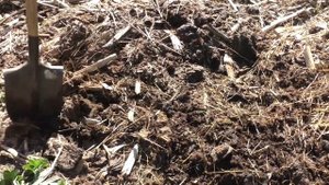 ? Посадка картофеля новым способом по экспериментальной технологии Гордеевых