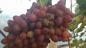 Лопается виноград Потерял весь второй урожай велеса