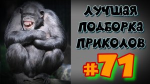 смешные видео #71 / лучшие видео / подборка приколов