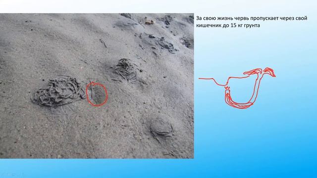 Arenicola marina смотреть онлайн