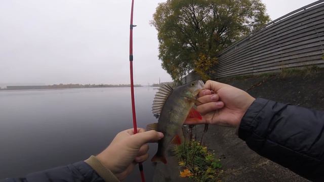 Голодный осенний окунь (Джиг-риг против джига) смотреть онлайн