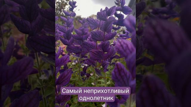 Однолетник. Сальвия Монарх, Мраморные ворота. Затмит Лаванду, Шалфей и многие другие. смотреть онлайн