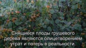 К чему снится Груша? Толкование сна по сонникам Хассе и Ванги