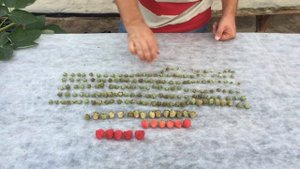 Урожайная арифметика малины сорта Маравилла