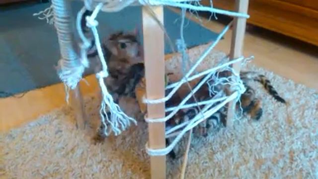 Бенгальские коты