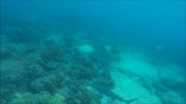 Shark Point @Phi Phi island смотреть онлайн