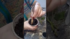 укоренение черенков герани