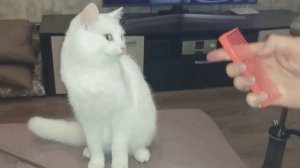 Кот Пирожок и расчёска