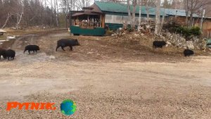 Отдых в Лагонаки.