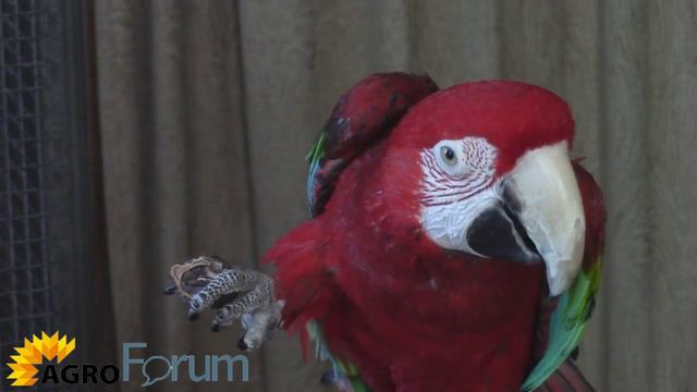 Попугай ара Арчик смотреть онлайн