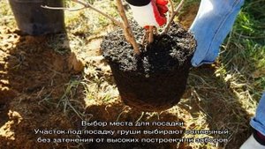 Посадка груши осенью в Подмосковье