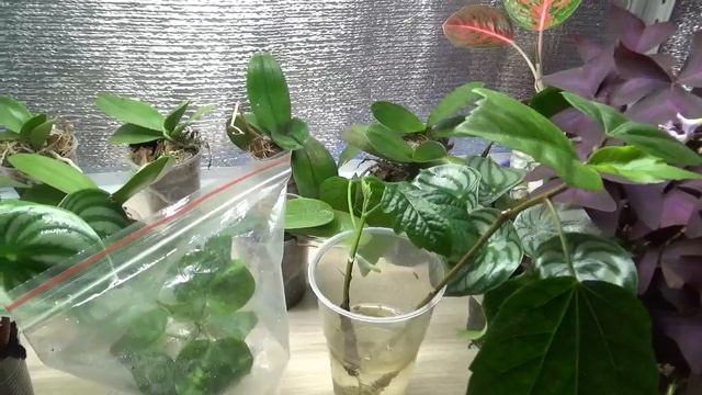 Укоренение Гибискуса сортового