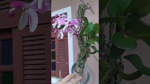 Cattleya violacea f. semi-alba flamea ' Ricardo Almeida'.