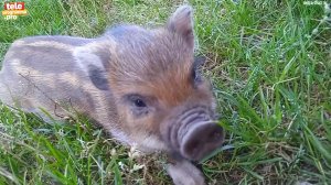 Мини-пиги и микропиги