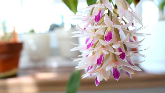 Dendrobium amethystoglossum - The amethyst Orchid in full bloom! смотреть онлайн