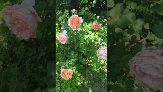 Цветёт Роза Abraham Darby (Абрахам Дерби) #воронеж #розы #shorts смотреть онлайн