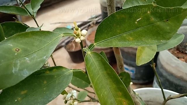 Super Natural Ingredient || Controls Flower Shedding & Pests || Two-in-One || Also Gives More Lemon