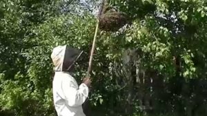 Вот так ловят рой пчёл