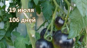 Томат Н-34 Rot (желтый). Гигантская смородина с носиком!