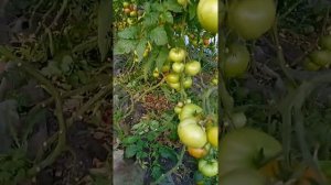 Томат Мей Шуай на 6 липня