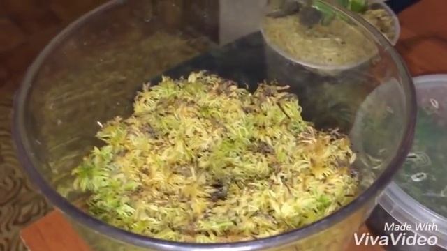 Мох сфагнум живой. Эксперимент по выращиванию. смотреть онлайн