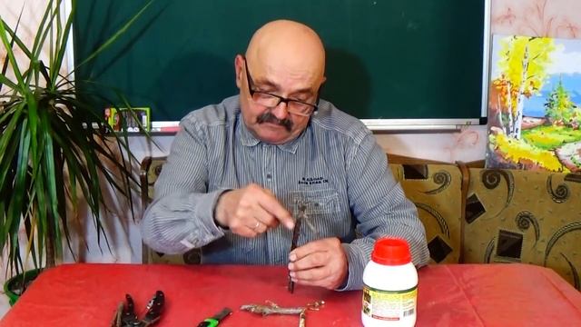 Смородиновая  стеклянница -  не приговор!
