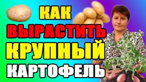 Как вырастить крупный картофель.