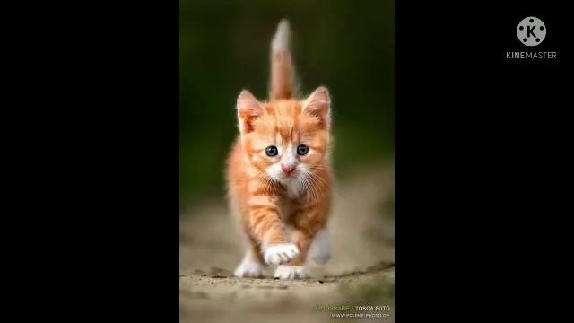 Котята "слайд-шоу" смотреть онлайн