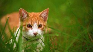 Cat Therapy: A New Approach to Mental Health Support