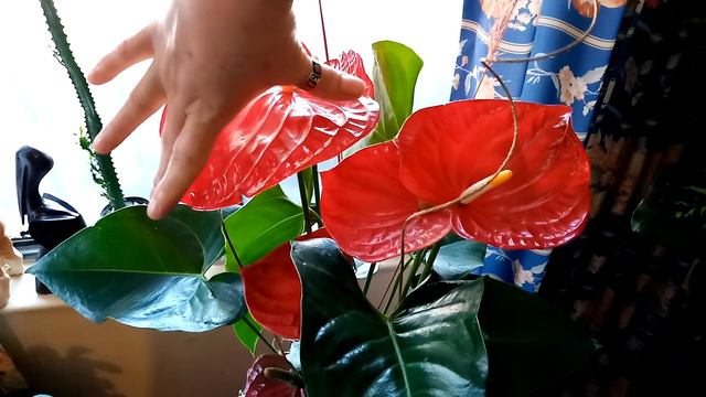 Anturios y mañanitas para las Madrecitas en su día смотреть онлайн