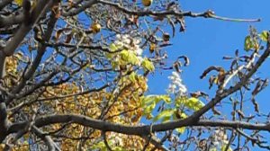 Природное явление — Каштан цветёт осенью