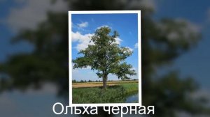 Растительный мир Беларуси