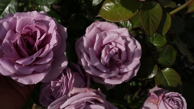 Роза Лав Сонг, сравнение с другими по цвету сортами! Обзор. смотреть онлайн