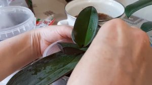 Результат применения чудо-коктейля для наращивания корней через 3 недели.Летние проблеммы орхидей.