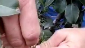 Прививка груши прививочным секатором, за 1 минуту.