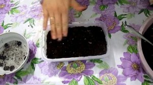 Гиппеаструм. Как вырастить гиппеаструм из семян. Пошаговое руководство. Гиппеаструм. Амариллис