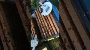 Первые впечатления от 12 рамочного  улья для  пчел Лысонь