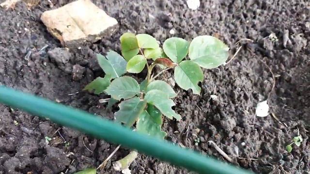 О УЖАС! ПРОПАЛИ РОЗЫ. КРОТ смотреть онлайн