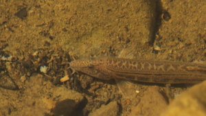 Cobitis taurica Щиповка крымская, или таврическая