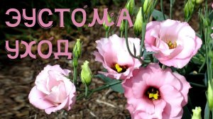 ПОДКОРМКА ЭУСТОМЫ ДЛЯ ПЫШНОГО ЦВЕТЕНИЯ. УХОД ЗА ЭУСТОМОЙ ИЗ СЕМЯН В ОТКРЫТОМ ГРУНТЕ.
