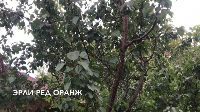 АБРИКОС - рекомендуемые сорта для средней полосы смотреть онлайн