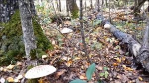 Гриб зонтик пёстрый