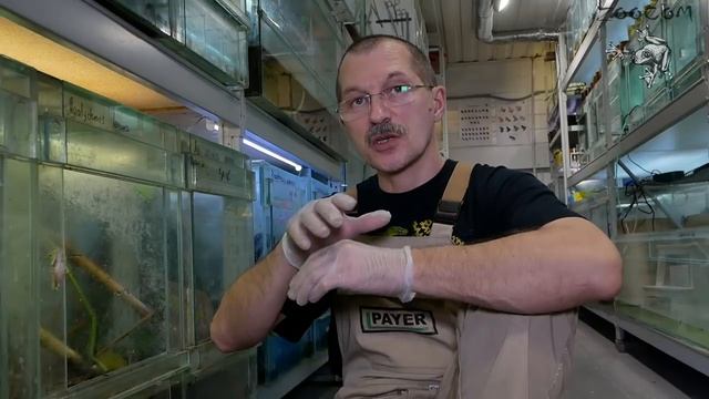 Лягушка-лемур сделала кладку! смотреть онлайн