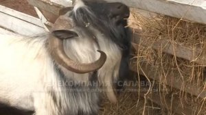 29 09 2017 Территория туризма - башкирские страусы