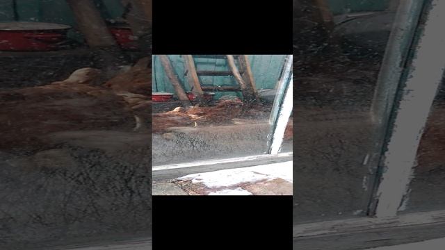 Куры-несушки ждут обед
