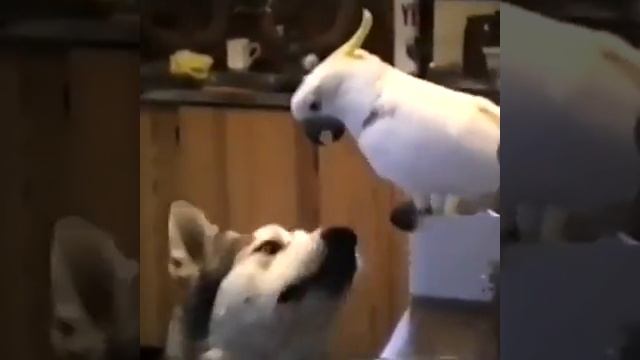 Вот какой друг должен быть!)? смотреть онлайн