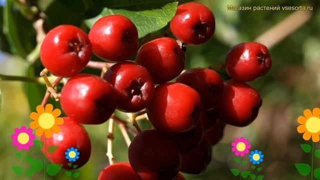 Рябина плодовая Десертная Мичурина. Краткий обзор, описание sorbus Desertnaya Michurina смотреть онлайн