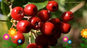 Рябина плодовая Десертная Мичурина. Краткий обзор, описание sorbus Desertnaya Michurina